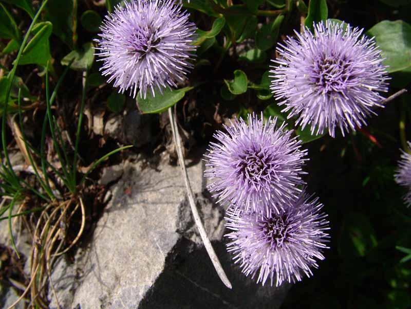 Globularia incanescens Viv. / Vedovella delle Apuane